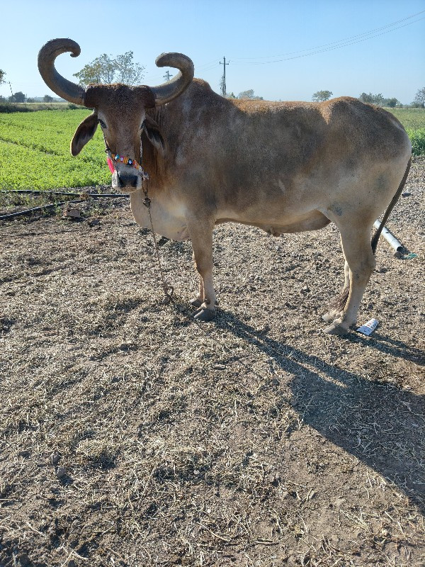 એક બડધવેચવાનોછે