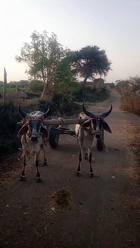 વિગત બરોબર વાંચ...