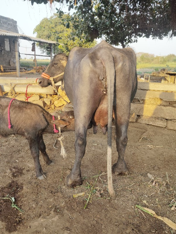 ભેસ વેશવાની છે