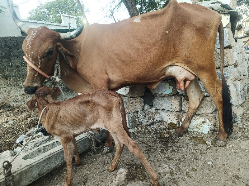 જરસી હોડકી વેચવ...