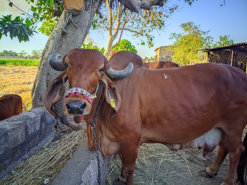 વેચવાની છે