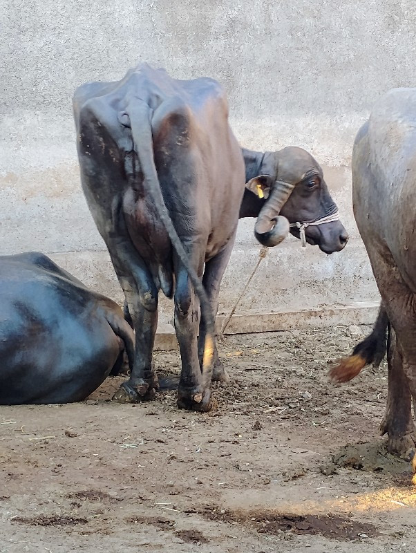 વેસવાનીછે