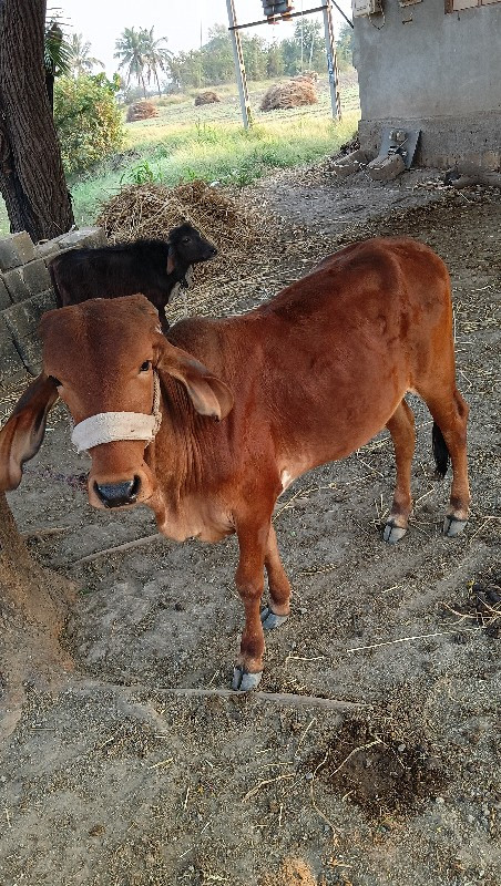 વોળકી વેચવાની છ...