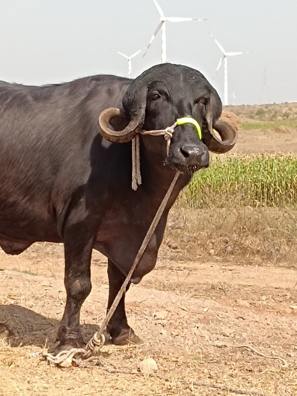 પેલુ વેતર ખડેલી