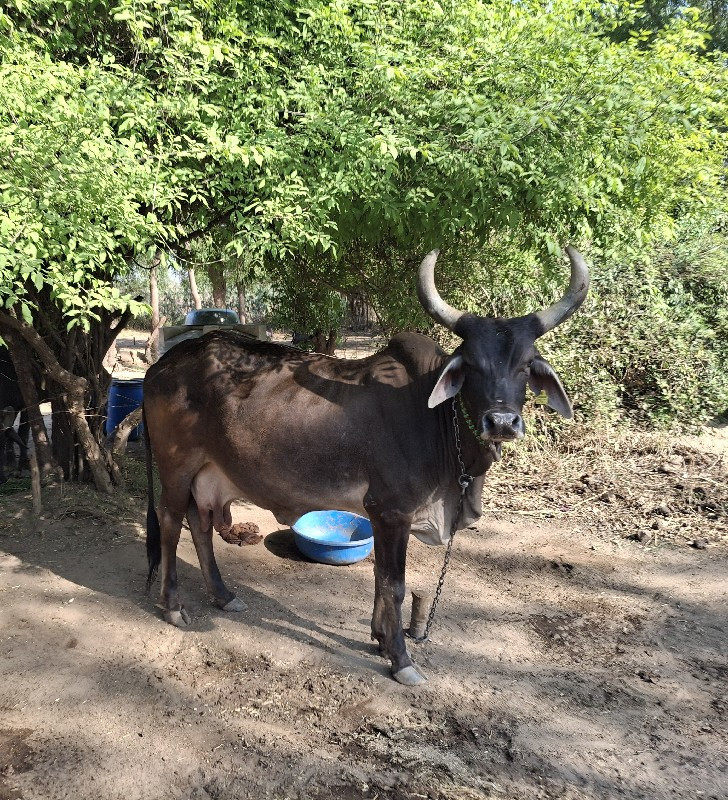 કાંકરેજ ગાય