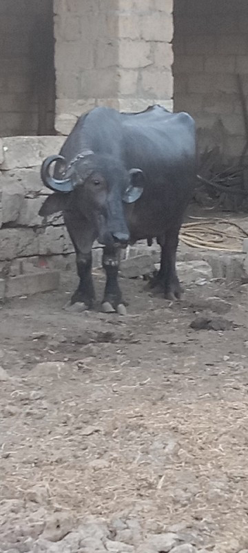 ભેંસ વેચવાની છે