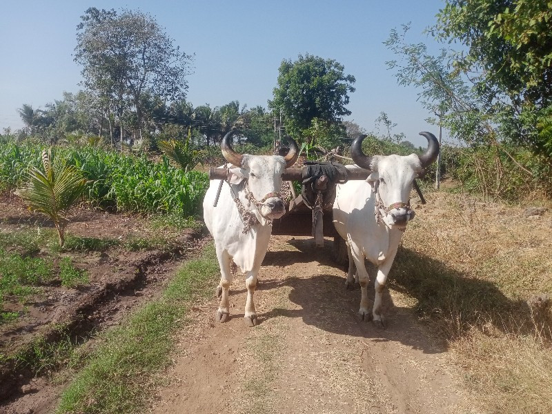 બળદ વેચવાનું છે