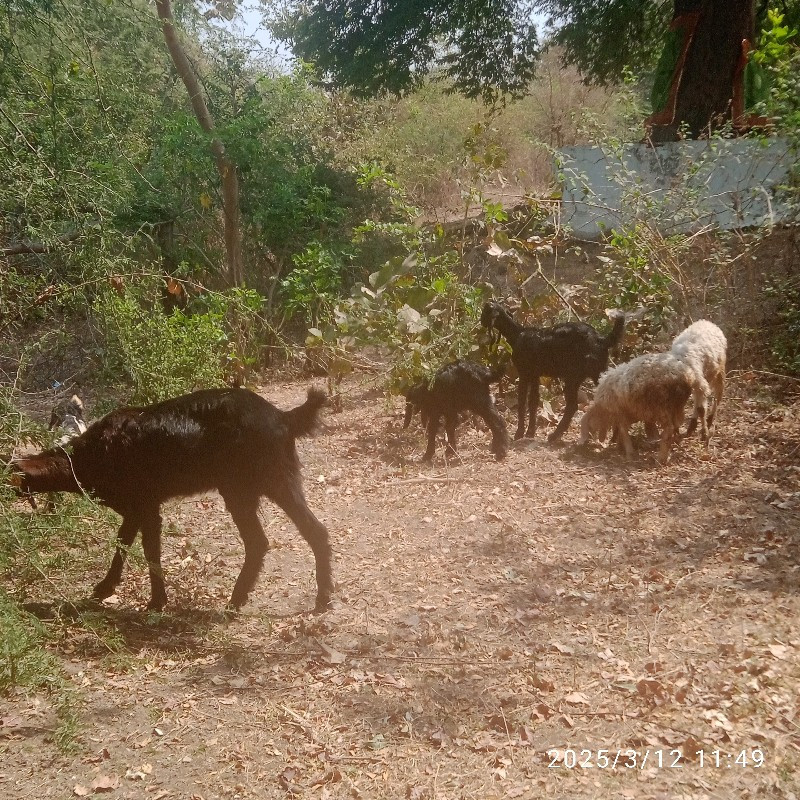 અર્જન્ટ વેચવાના...