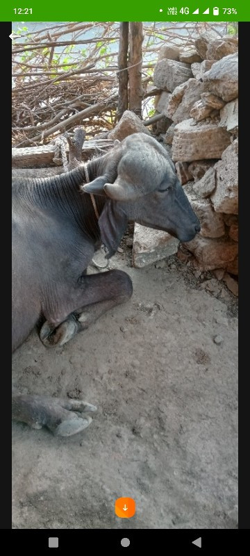 ખડેલી યુ બે લેવ...