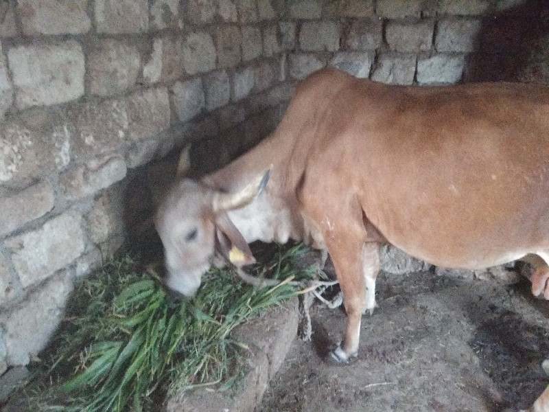 દેશી ગાય વેચવાન...