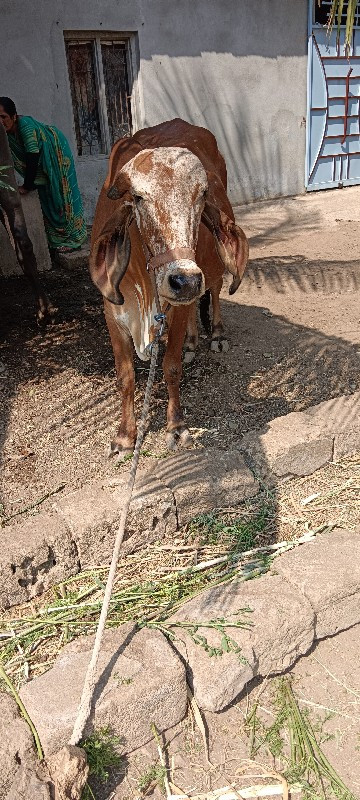 ગીર ગાય વેચવાની...