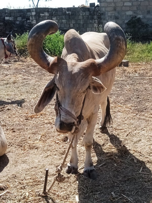 એકબડધવેચવા નોછે