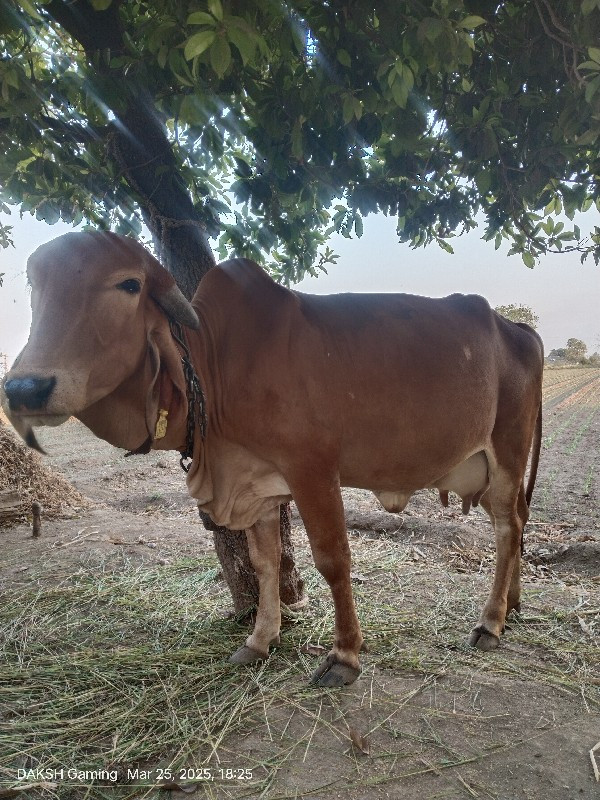 ઓડકિવેચવાનીછે