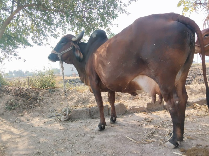 બે ગાયો વેચવાની...