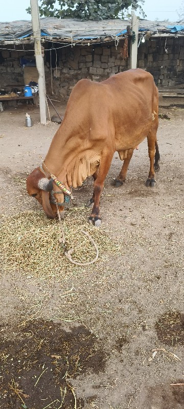 ગાય વેચવાની છે