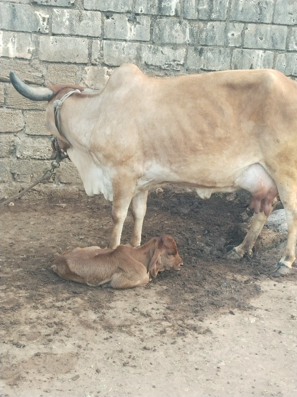 ગીર ગાય વેચવાની...