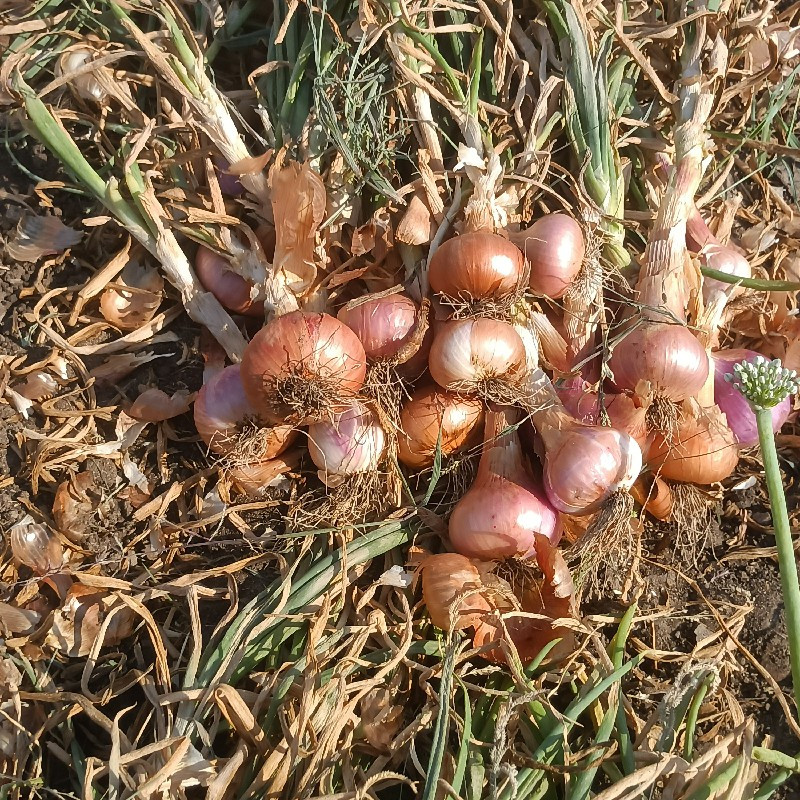 દેસી પીળીપતિ ડુ...