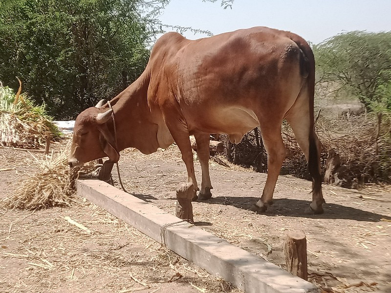 પેલું વેતર.