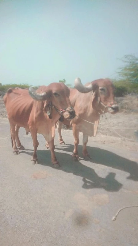 ફુલ જવાબદારી રવ...