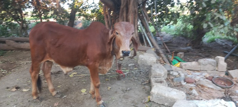 ગીર વાછડો આપવાન...