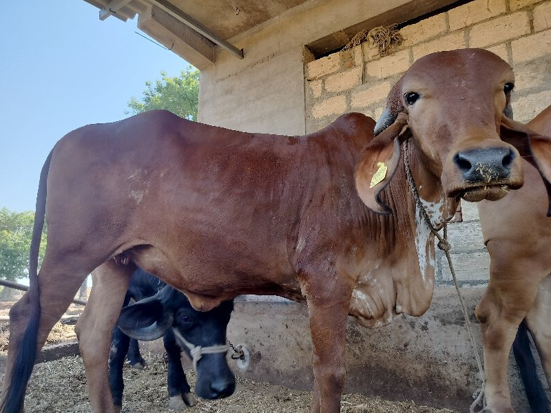 ગીર હોડકી વેચવા...