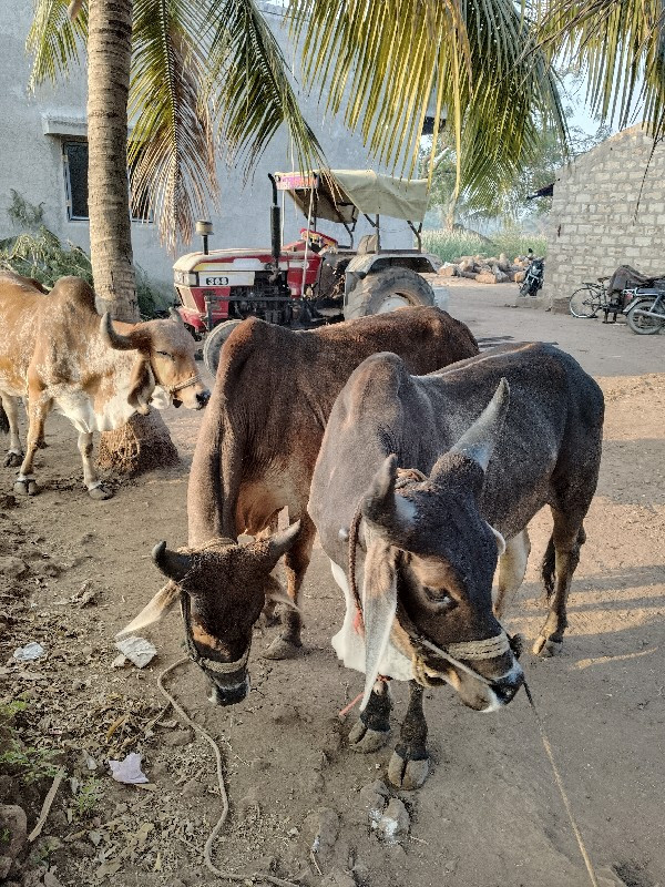 ગોઢલા