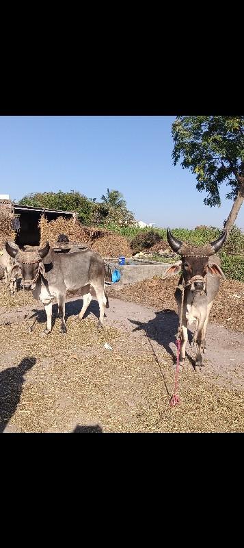 ધોધલા‌ વેચવાનાછ...