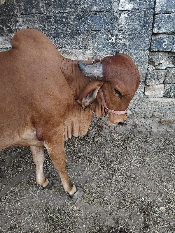 ગીર ગાય વેચવાની...