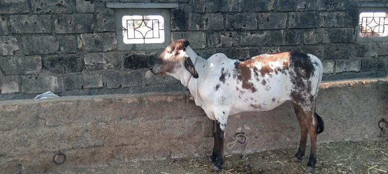 વાસદી