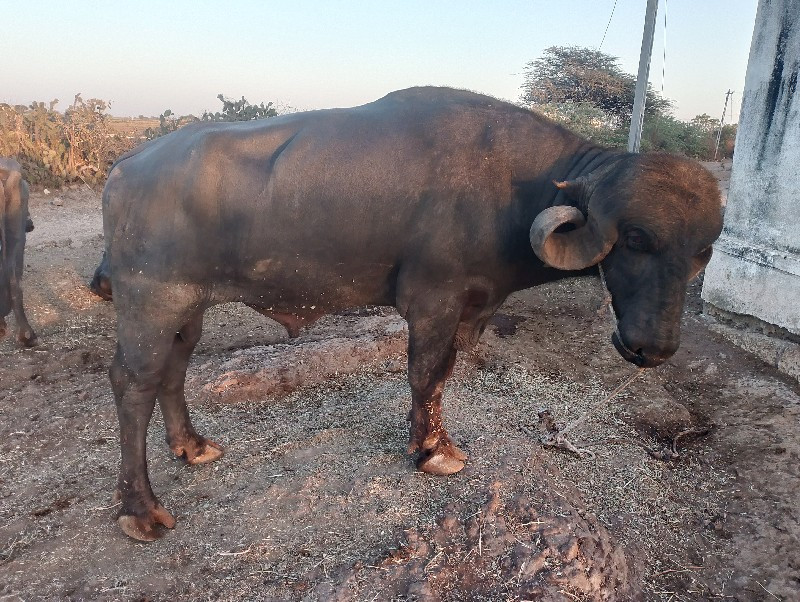 , પાંડુ વેચવાનો...