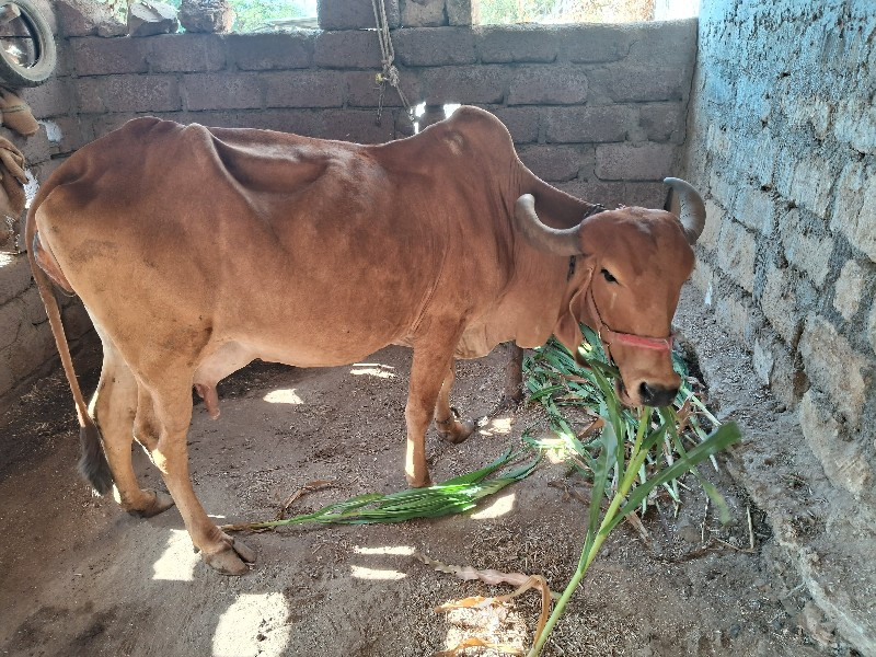 ગીર ગાય વેસવાની...