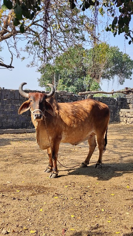 ગોધલા વેચવાના છ...