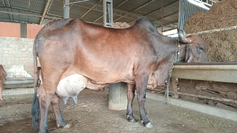 ગાય વેચવાની છે