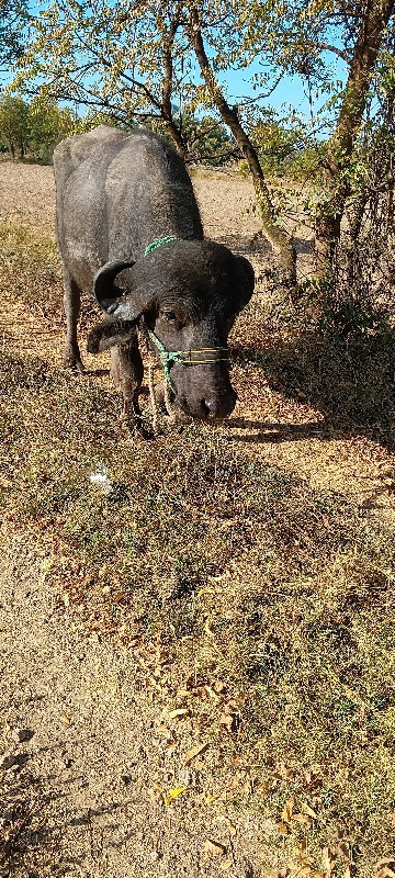 પાડો વેચવાનો છે...