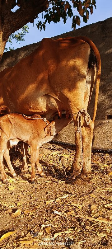 2 ગાય વેસવાની સ...