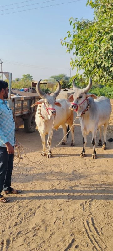 બળદ વેચવાના છે