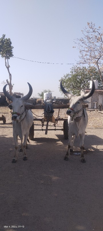 ગોઢલા વેચવાના સ...