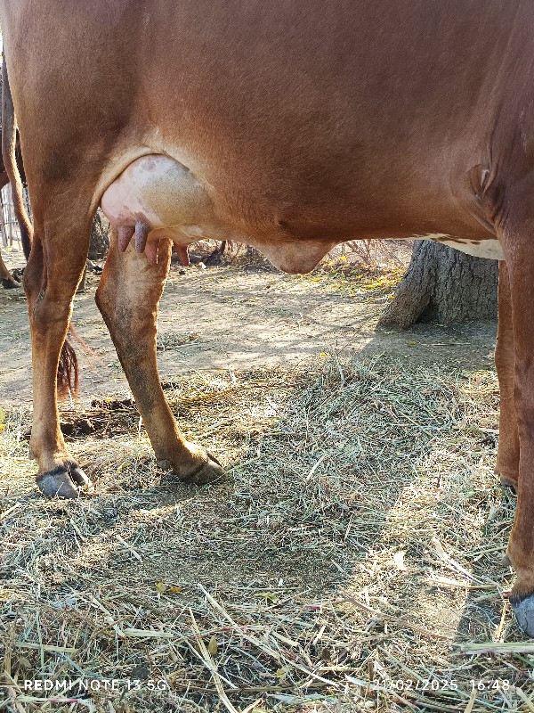 ગાય