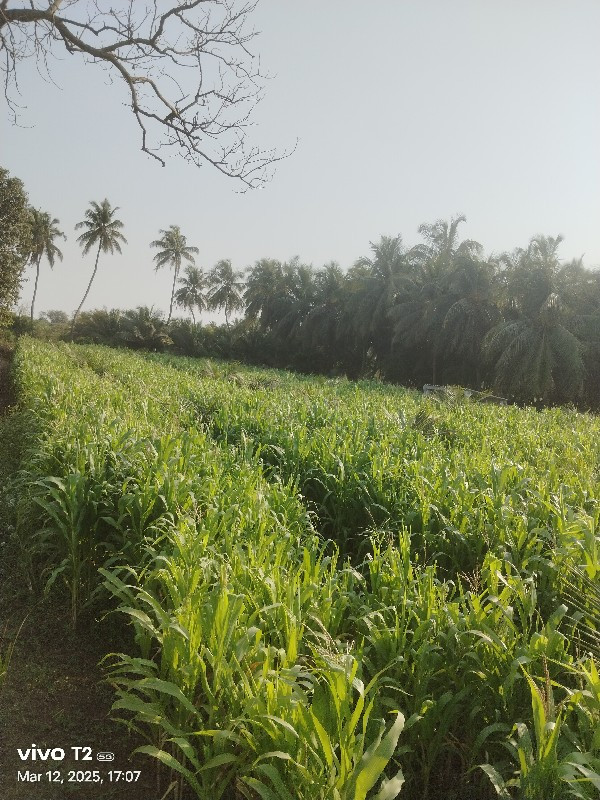 મકાઈ વેચવાની છે