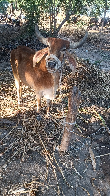 ગાય વેસવી ઘાભણી...