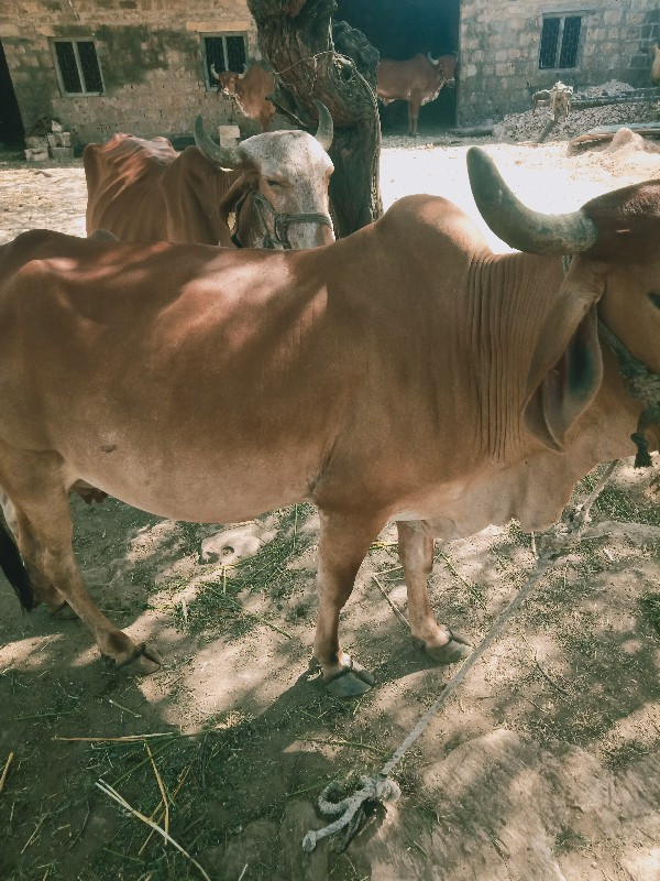 ગાયદેવાનીછે