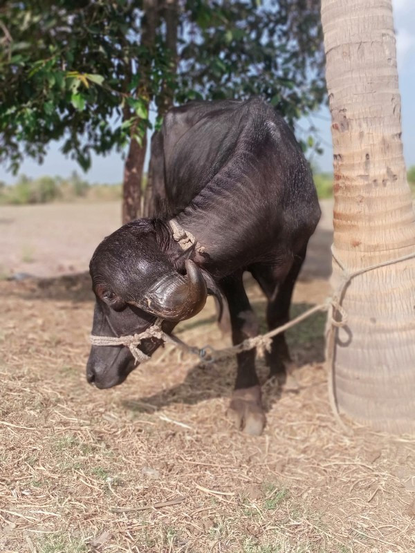 જાફરાબાદી પાડો...