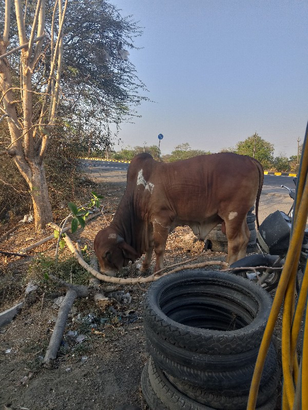 ખુટીયો વેચવાનો...