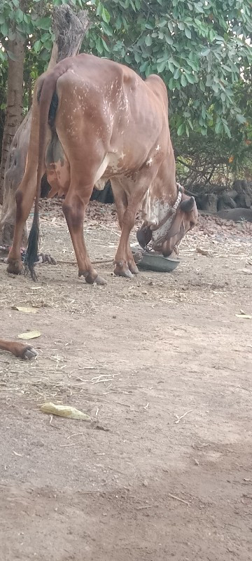 ગીર ગાય વેચવાની