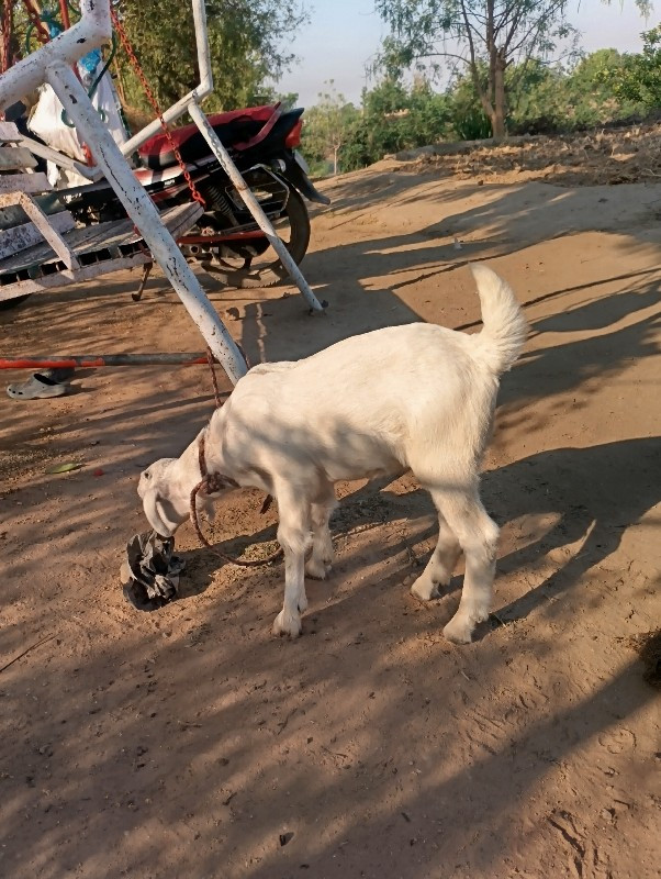 બકરી વેચવાનિછે...