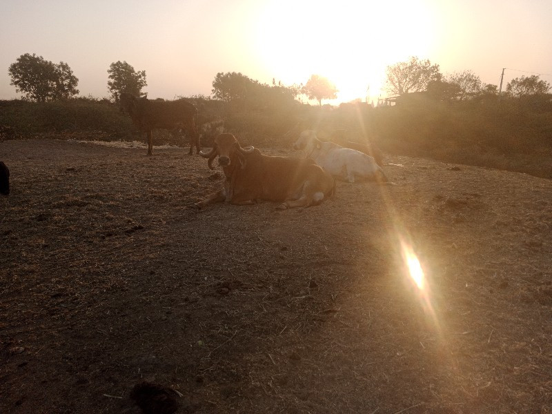 ગીર ગાય વેચવાની...