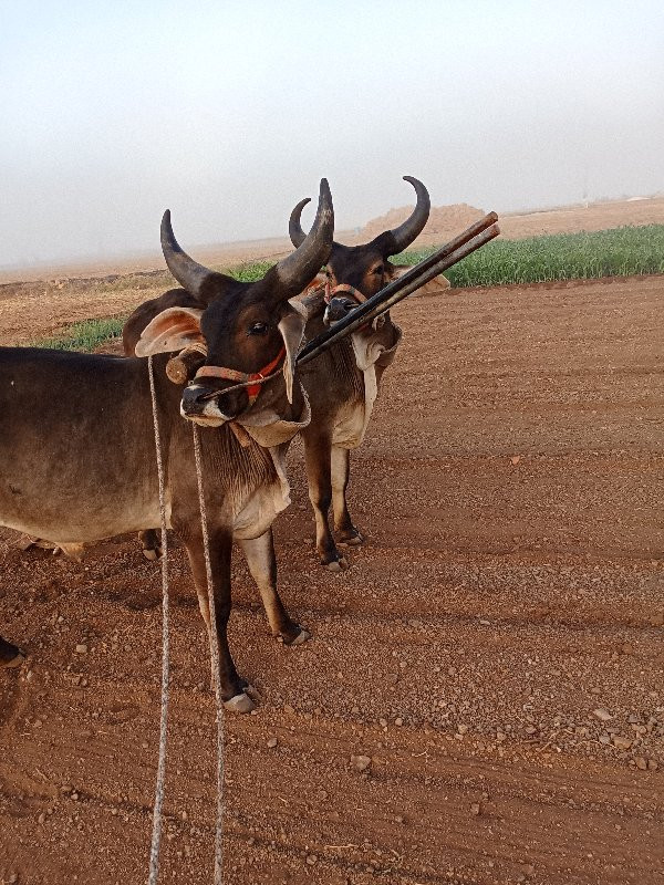 વેચવાના છે