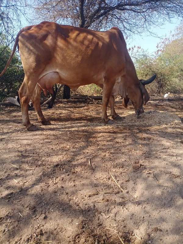 ગાય વૅસવાની છે