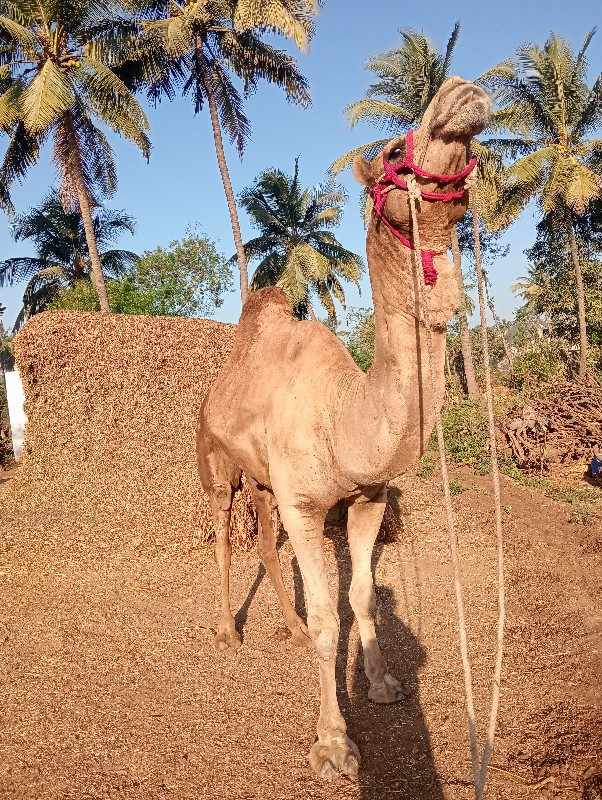 ઊંટ વેચવાનો છે