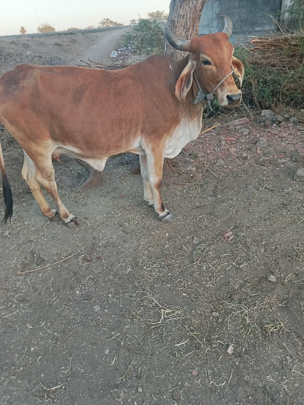 ગાય વેચવાની છે